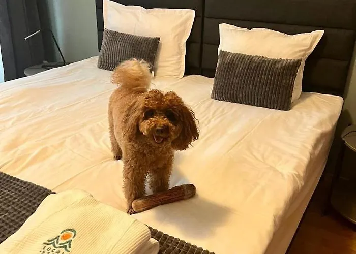 Local Hotel, Bw Signature Collection Апарт-отель Банско